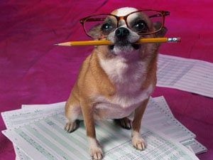 smart-dog